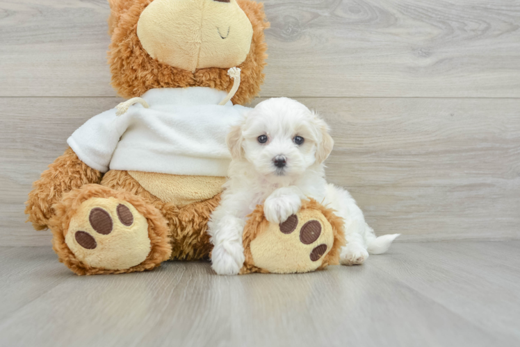 Maltipoo Pup Being Cute