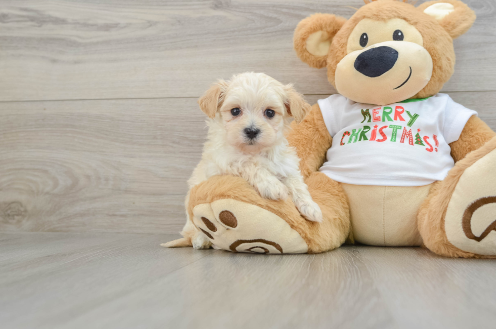 6 week old Maltipoo Puppy For Sale - Premier Pups