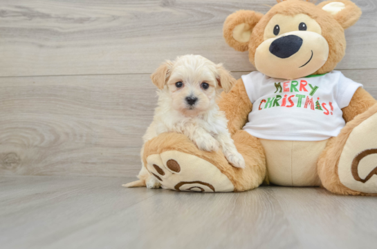 Maltipoo Pup Being Cute