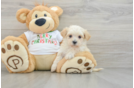 Petite Maltipoo Poodle Mix Pup