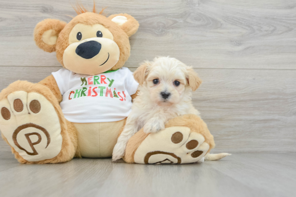 Petite Maltipoo Poodle Mix Pup