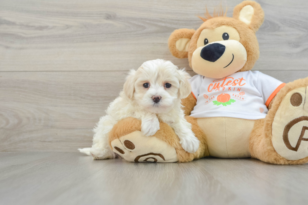 Playful Moodle Poodle Mix Puppy