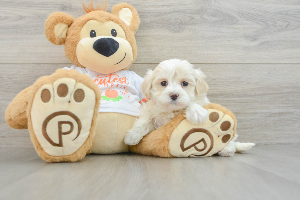 Funny Maltipoo Poodle Mix Pup