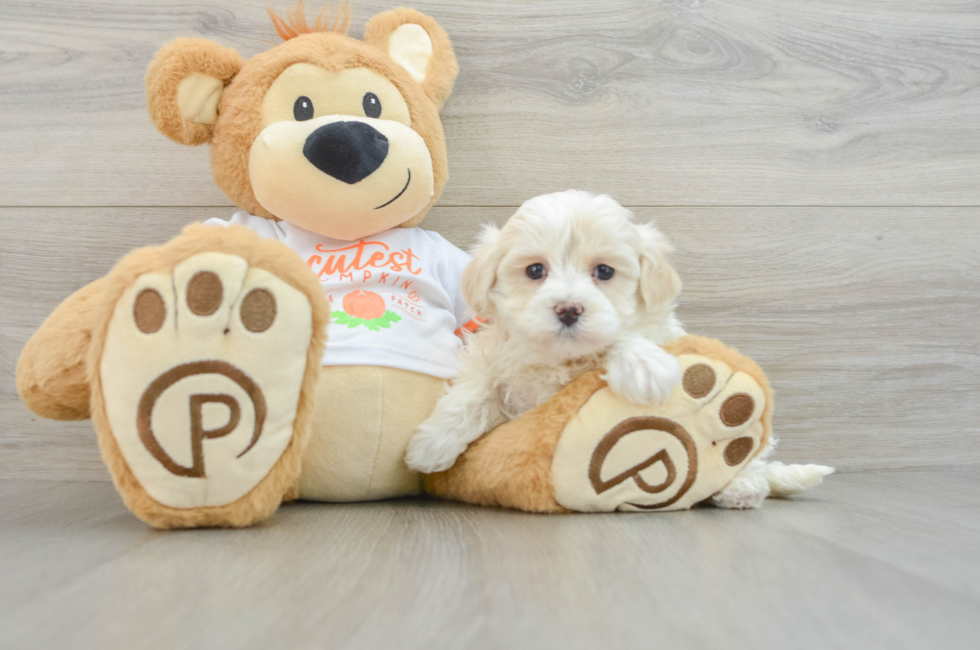 6 week old Maltipoo Puppy For Sale - Premier Pups