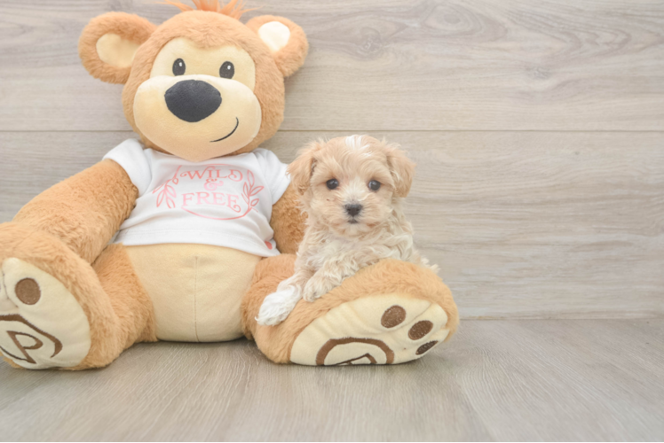 Maltipoo Puppy for Adoption