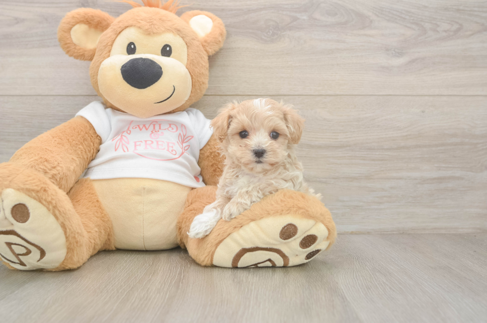 5 week old Maltipoo Puppy For Sale - Premier Pups