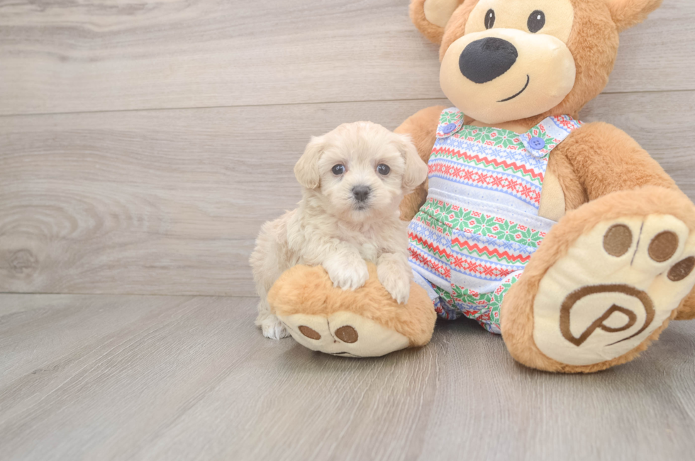 5 week old Maltipoo Puppy For Sale - Premier Pups