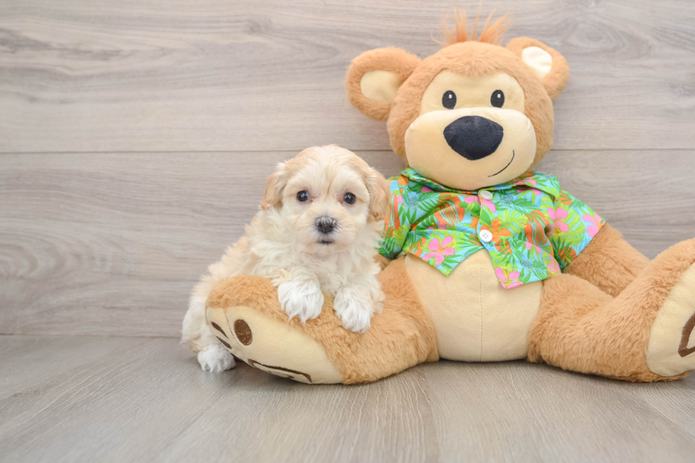 Maltipoo Pup Being Cute