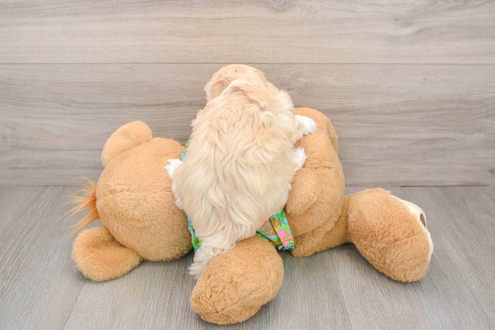 Maltipoo Pup Being Cute