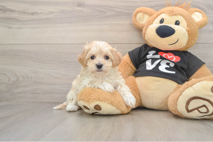 Maltipoo Pup Being Cute