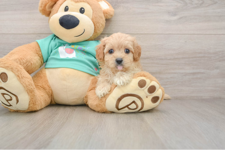 Funny Maltipoo Poodle Mix Pup