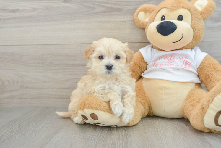 Maltipoo Puppy for Adoption