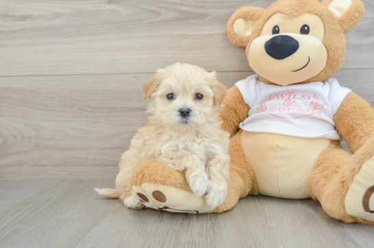 Maltipoo Puppy for Adoption