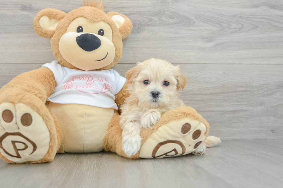 Friendly Maltipoo Baby