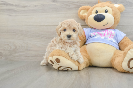 Energetic Moodle Poodle Mix Puppy
