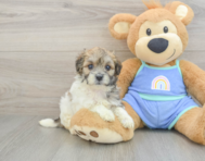 7 week old Maltipoo Puppy For Sale - Premier Pups
