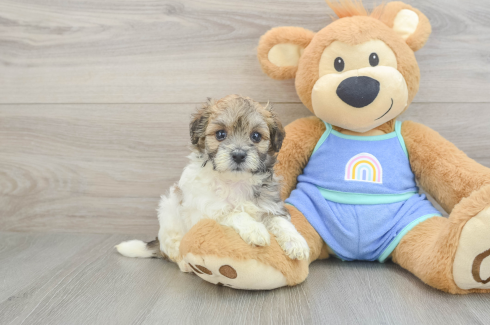 5 week old Maltipoo Puppy For Sale - Premier Pups