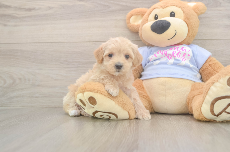 6 week old Maltipoo Puppy For Sale - Premier Pups