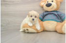 Maltipoo Puppy for Adoption