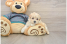 Popular Maltipoo Poodle Mix Pup