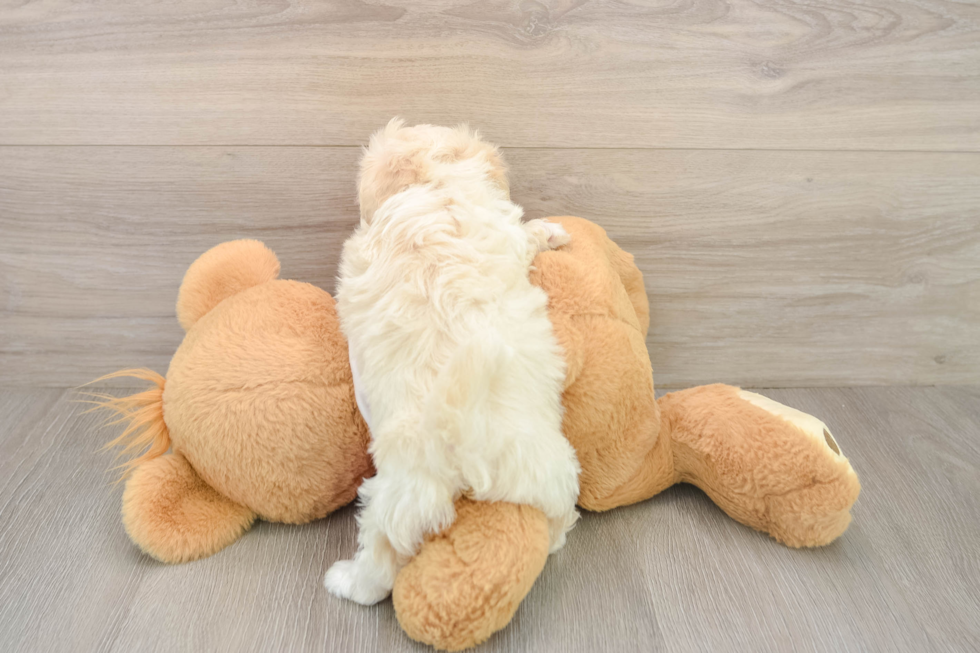 Maltipoo Pup Being Cute