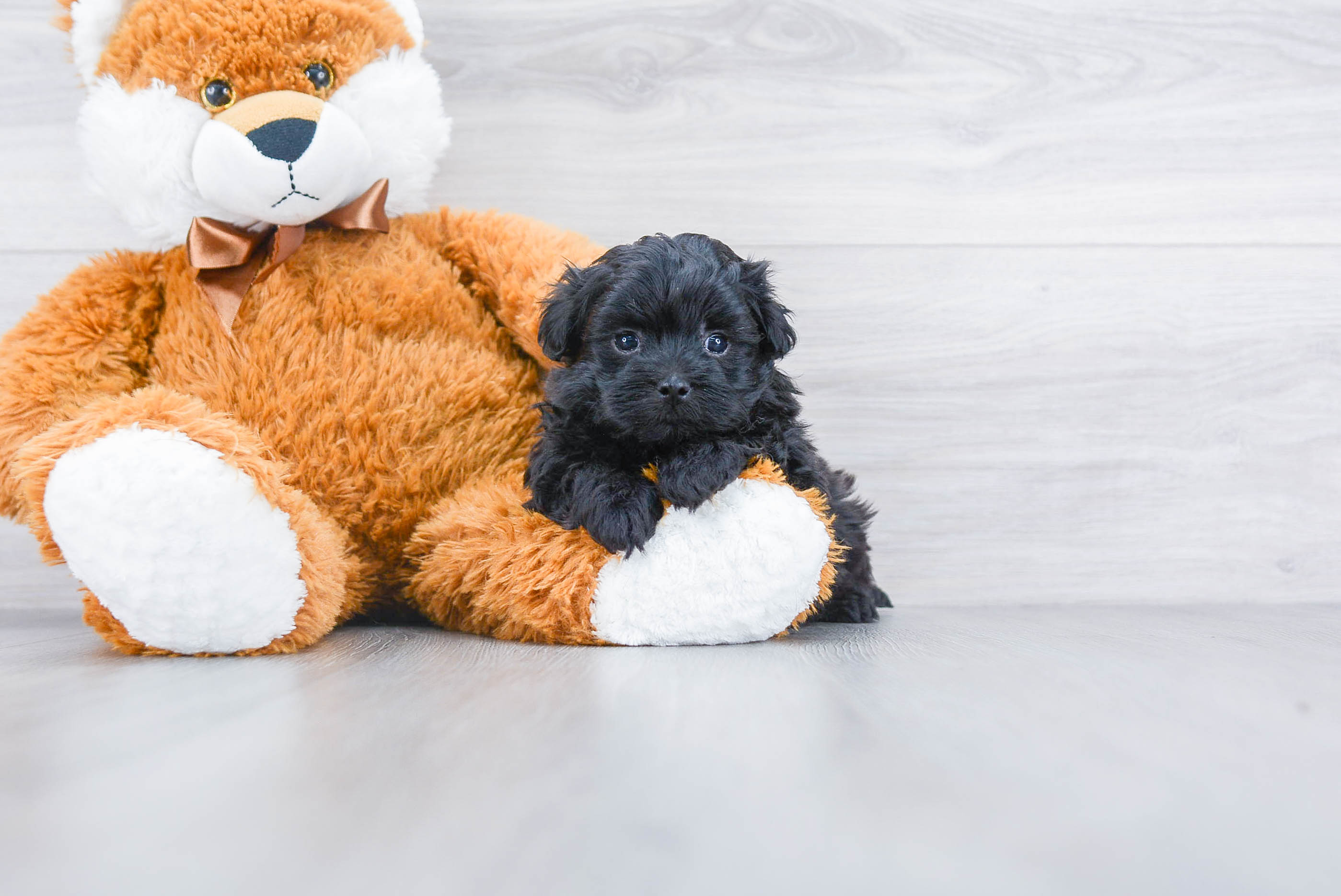 Best Maltipoo Baby