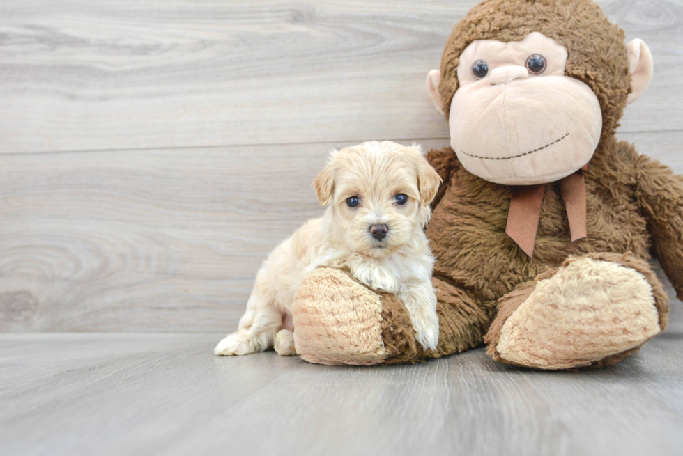 Friendly Maltipoo Baby