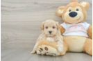 Maltipoo Pup Being Cute