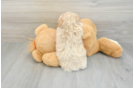 Maltipoo Puppy for Adoption