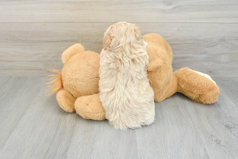 Maltipoo Puppy for Adoption