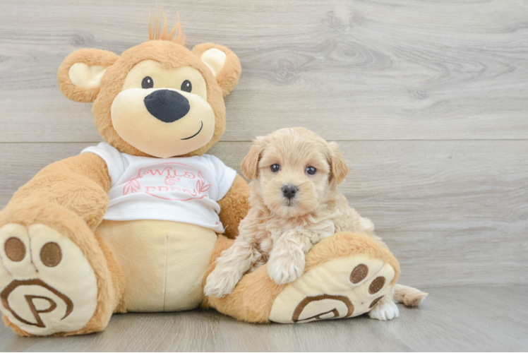 Playful Multipoo Poodle Mix Puppy