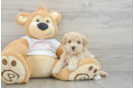 Playful Multipoo Poodle Mix Puppy