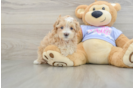 Maltipoo Puppy for Adoption