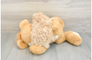 Best Maltipoo Baby