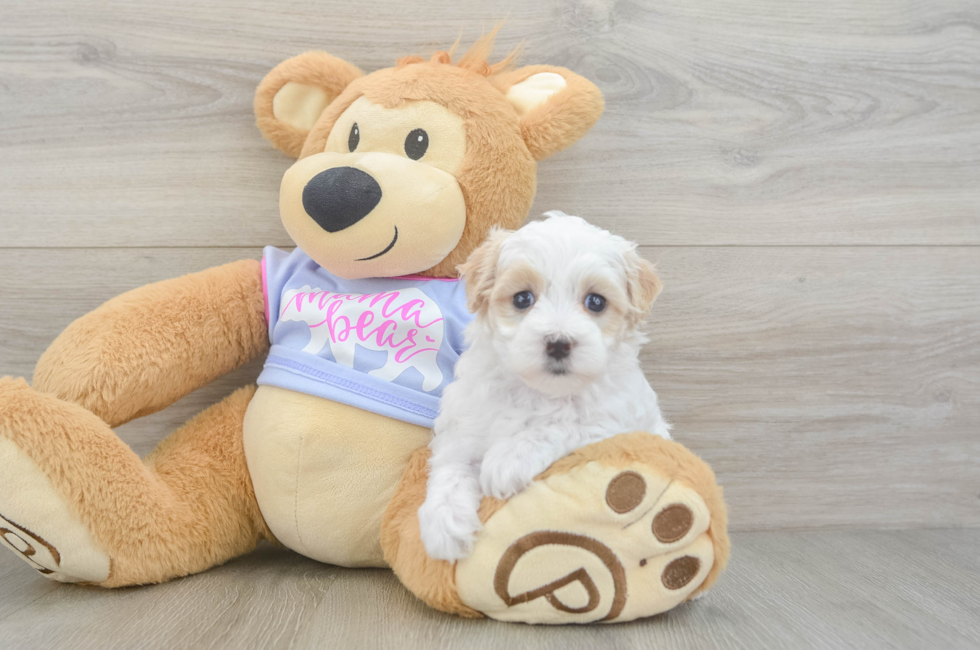 6 week old Maltipoo Puppy For Sale - Premier Pups