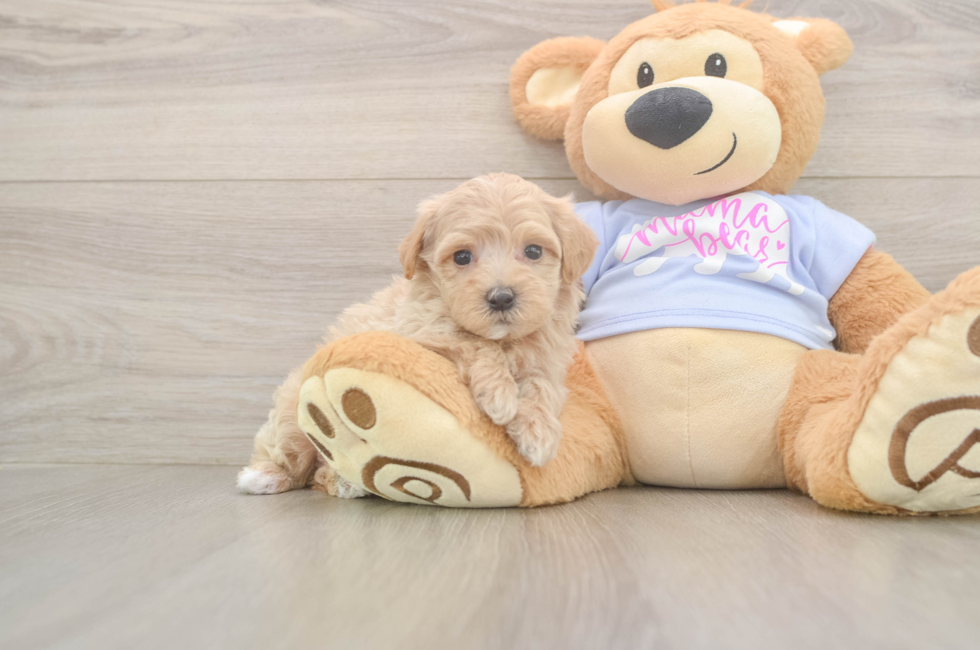 6 week old Maltipoo Puppy For Sale - Premier Pups