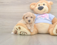 9 week old Maltipoo Puppy For Sale - Premier Pups 9 week old Maltipoo Puppy For Sale - Premier Pups