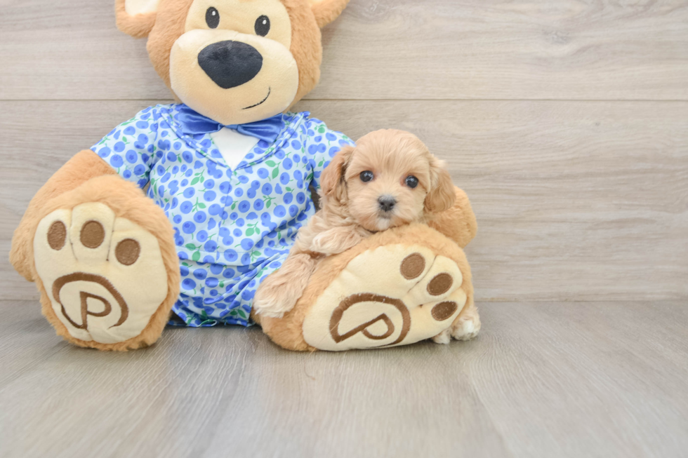 Funny Maltipoo Poodle Mix Pup