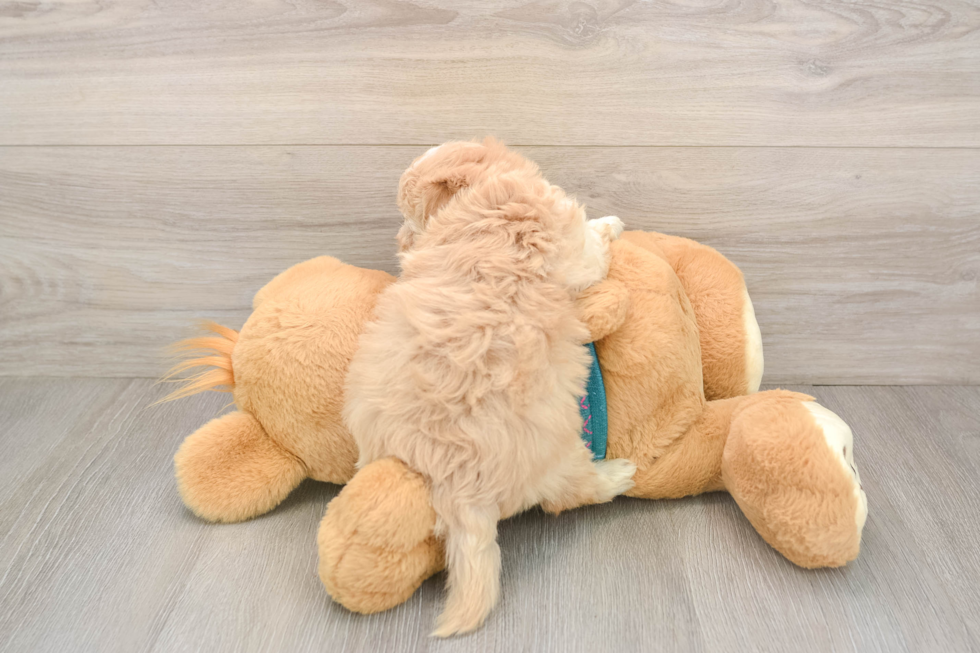 Maltipoo Puppy for Adoption