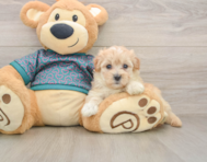 8 week old Maltipoo Puppy For Sale - Premier Pups