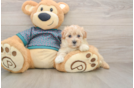 Maltipoo Puppy for Adoption