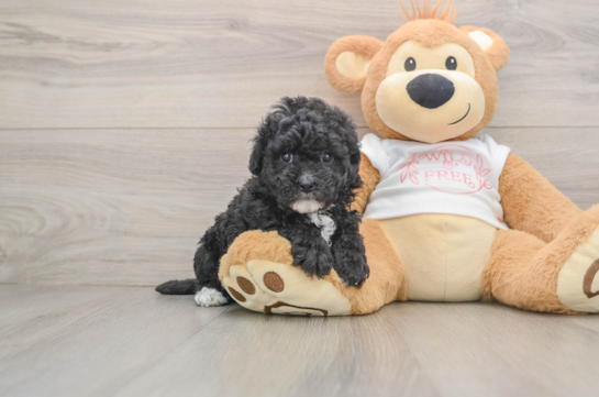 Popular Maltipoo Poodle Mix Pup