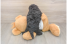 Petite Maltipoo Poodle Mix Pup