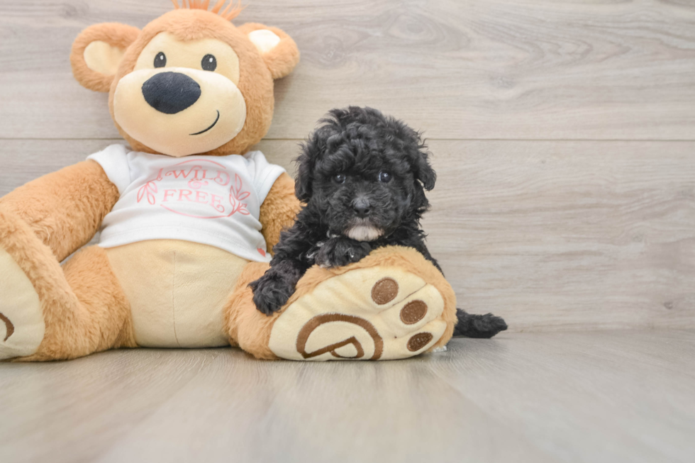 Friendly Maltipoo Baby