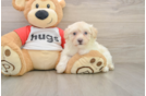Petite Maltipoo Poodle Mix Pup