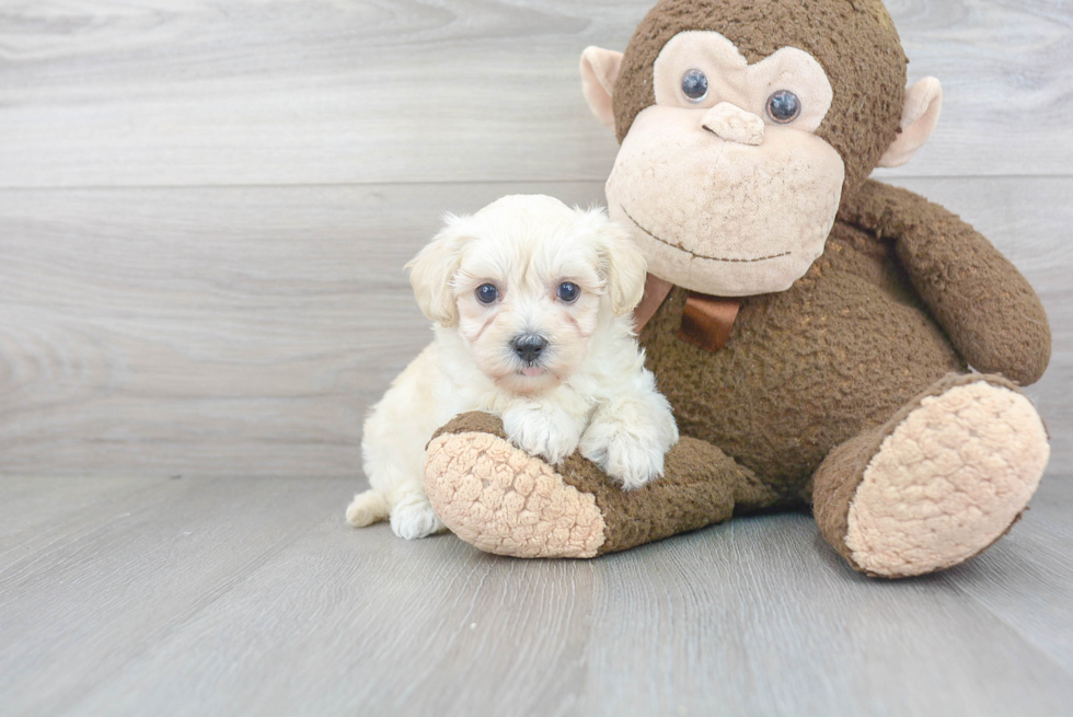 Best Maltipoo Baby