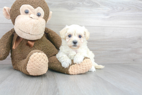 Best Maltipoo Baby