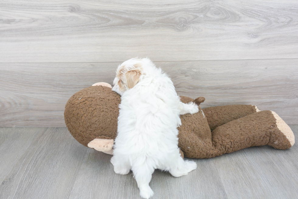 Adorable Maltese Poodle Poodle Mix Puppy