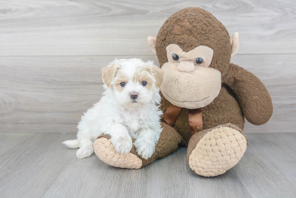 Little Maltepoo Poodle Mix Puppy