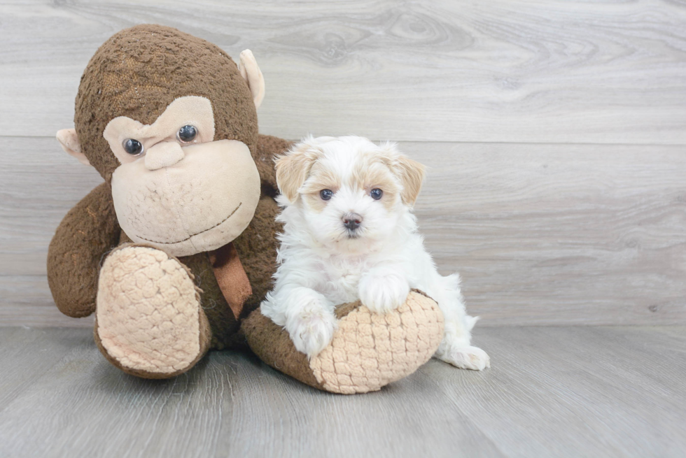 Best Maltipoo Baby